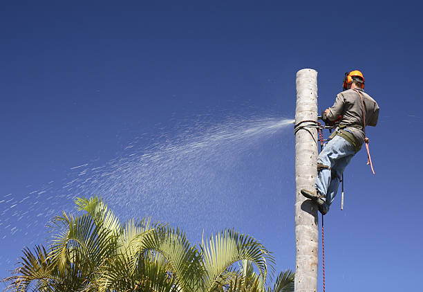 How Our Tree Care Process Works  in  Lyons, NJ